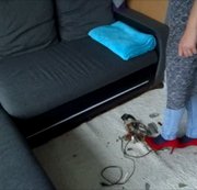 PUSSYCAT33: Katis Adventskalender Tür 13 2017 Download