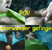 LYNLI: POV: Unterwasser gefingert Download