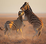 CYUSER3748: ghdfhhhhhhhhhh Download