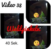 ALEKSA81: Waldpinkeln Download