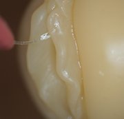 DRACAENA90: Feuchte Gummifotze geil gefingert, geleckt und gefickt Download