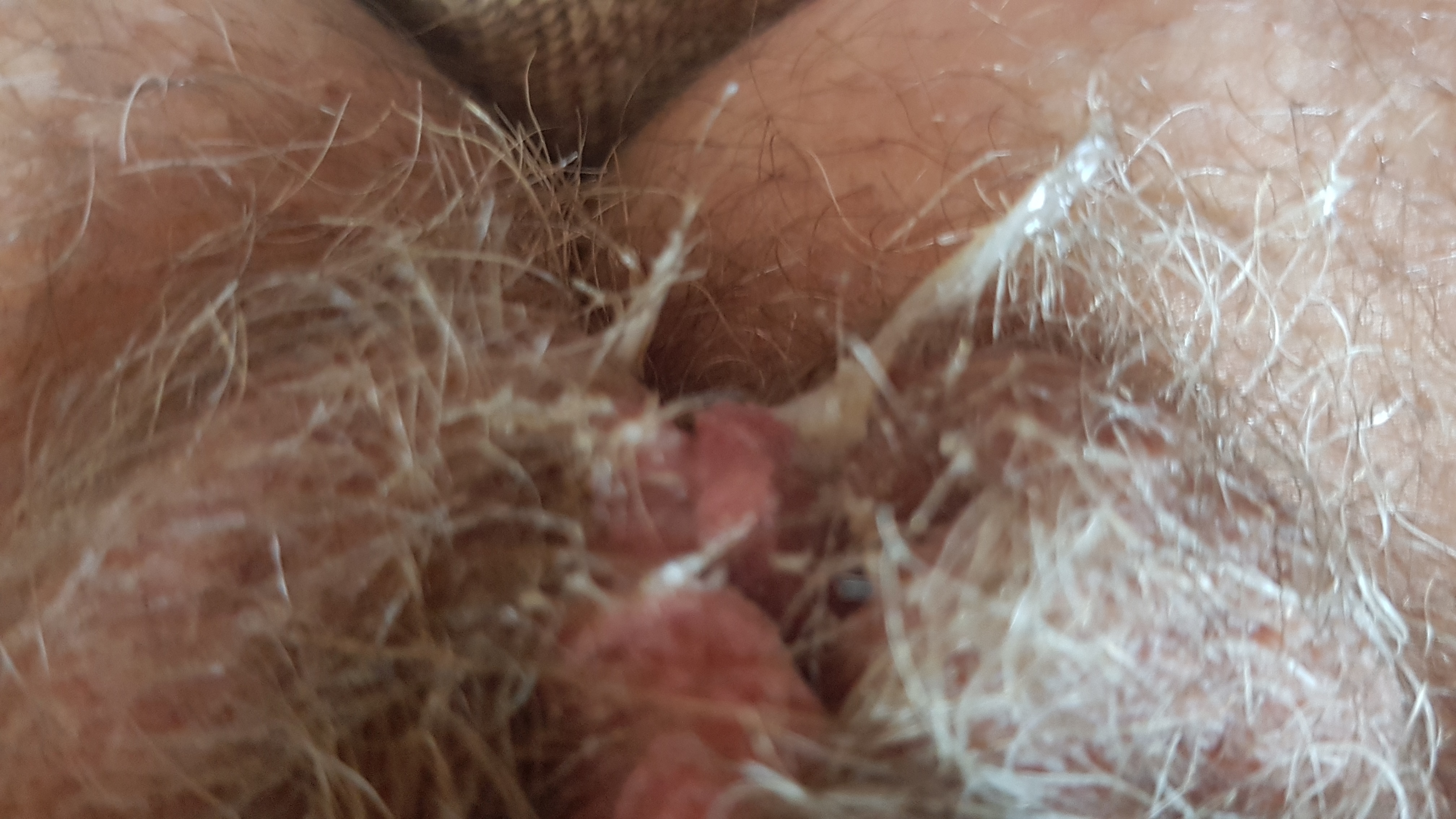 Hairy cunt - a perfect toy